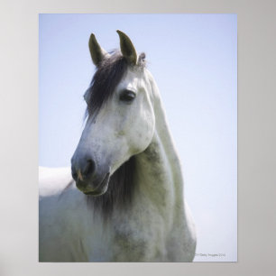 portret van het witte paard poster