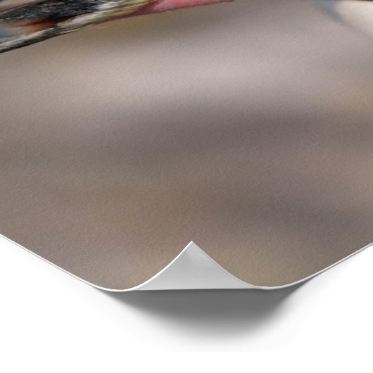 Portret van Humboldt pinguïn Poster (Hoek)