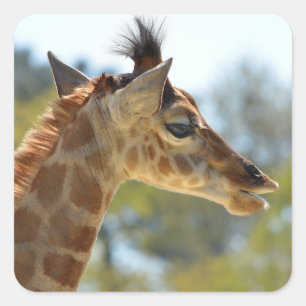 Portret van jonge giraffe vierkante sticker