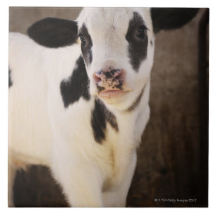 Portret van jonge kalveren in stabiel tegeltje