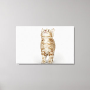 Portret van kitten die omhoog kijken canvas afdruk