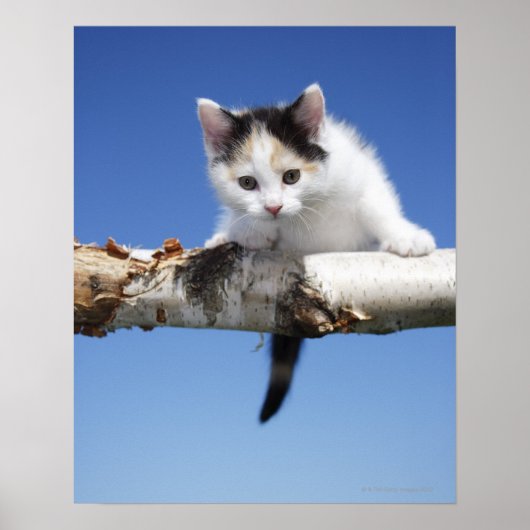 Portret van Kitten Poster (Voorkant)