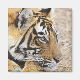 Portret van Koninklijke Bengaalse Tijger, Ranthamb Magneet