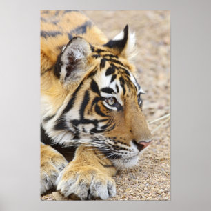 Portret van Koninklijke Bengaalse Tijger, Ranthamb Poster