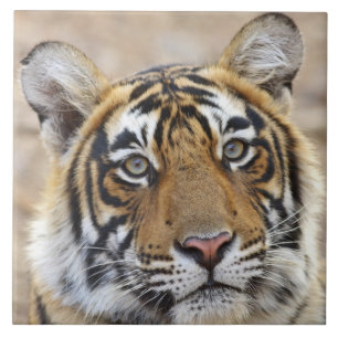 Portret van Koninklijke Bengaalse Tijger, Ranthamb Tegeltje