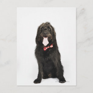 Portret van Labradoedle-hond Briefkaart