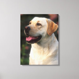 Portret van Labrador Retriever, Hilton Canvas Afdruk