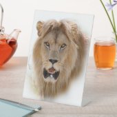 Portret van leeuw reclamebord met voetstuk (Insitu)