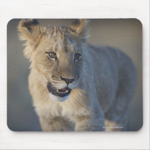 Portret van Lion Cub (Panthera Leo), Namibië Muismat