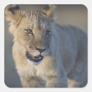 Portret van Lion Cub (Panthera Leo), Namibië Vierkante Sticker