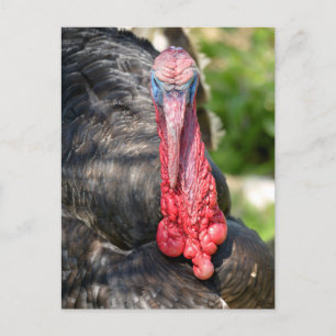 Portret van mannelijke kalkoenen briefkaart