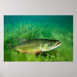 Portret van meerforel, Emerald Lake, Montana Poster