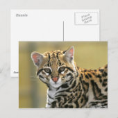 Portret van Ocelot Briefkaart (Voorkant / Achterkant)