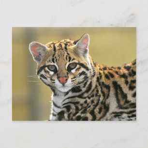 Portret van Ocelot Briefkaart