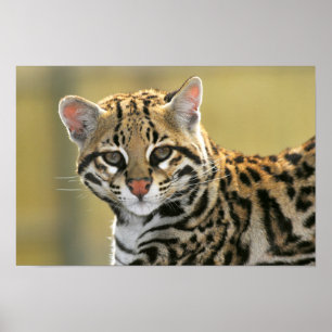 Portret van Ocelot Poster