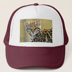 Portret van Ocelot Trucker Pet