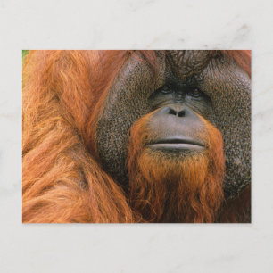 Portret van orang-oetan mannetje, Georgia, USA Briefkaart