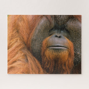Portret van orang-oetan mannetje, Georgia, USA Legpuzzel