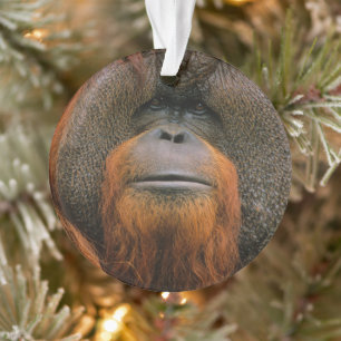 Portret van orang-oetan mannetje, Georgia, USA Ornament