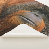 Portret van orang-oetan mannetje, Georgia, USA Sherpa Deken (3/4)