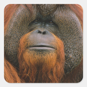 Portret van orang-oetan mannetje, Georgia, USA Vierkante Sticker
