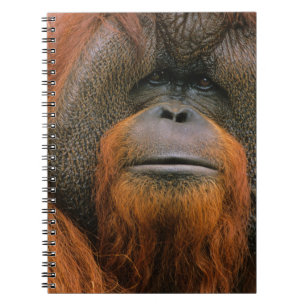 Portret van orang-oetan mannetje, Georgia, Verenig Notitieboek