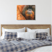 Portret van orang-oetan mannetje, Georgia, VS Canvas Afdruk (Insitu (Slaapkamer))