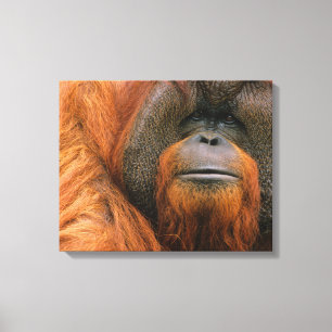 Portret van orang-oetan mannetje, Georgia, VS Canvas Afdruk