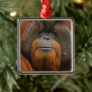 Portret van orang-oetan mannetje, Georgia, VS Metalen Ornament