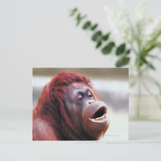 Portret van orangutaan briefkaart (Staand voorkant)