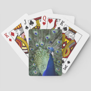 Portret van Peacock met veren uit Pokerkaarten