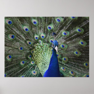 Portret van Peacock met veren uit Poster