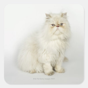 Portret van Perzische kat Vierkante Sticker