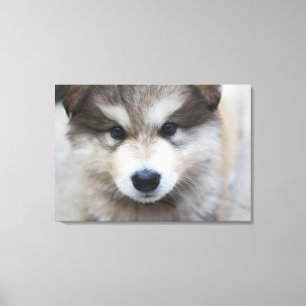 Portret van Puppy Canvas Afdruk
