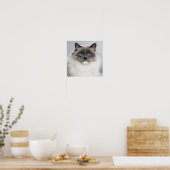 Portret van Ragdoll Cat Poster (Keuken)