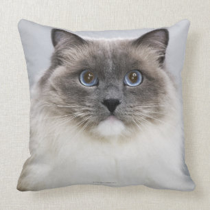 Portret van Ragdoll-kat Kussen