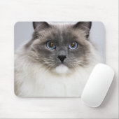 Portret van Ragdoll-kat Muismat (Met muis)