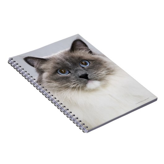 Portret van Ragdoll-kat Notitieboek (Rechterzijde)