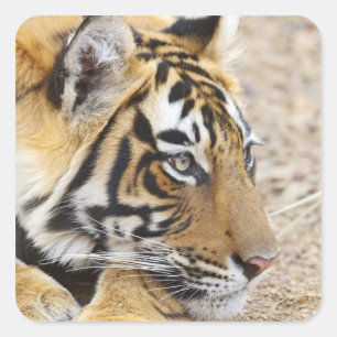 Portret van Royal Bengal Tiger, Ranthambhor Vierkante Sticker
