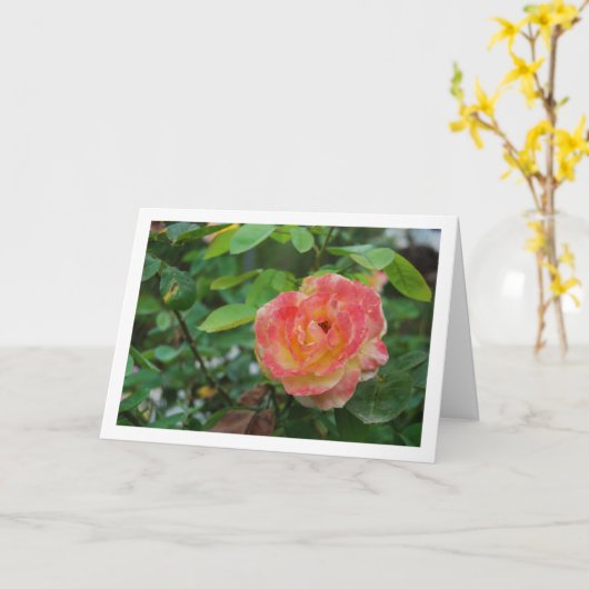 Portret van roze en gele roos kaart (Gele Bloem)