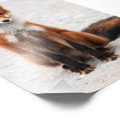 Portret van schattige wilde vos met mooie ogen foto afdruk (Hoek)