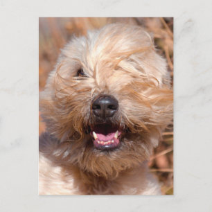 Portret van Soft Coated Wheaten Terrier Briefkaart