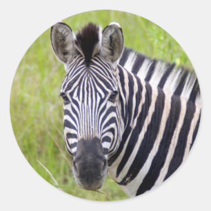 Portret van steppezebra, Hluhluwe-Umfolozi Game Ronde Sticker