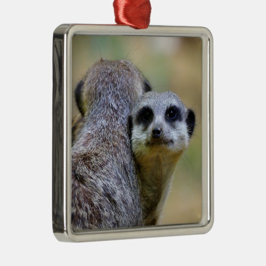 Portret van stokstaartjes of suricata's metalen ornament (Rechts)