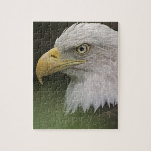 Portret van volwassen Amerikaanse zeearend, Haliae Legpuzzel