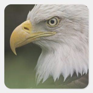 Portret van volwassen Amerikaanse zeearend, Haliae Vierkante Sticker