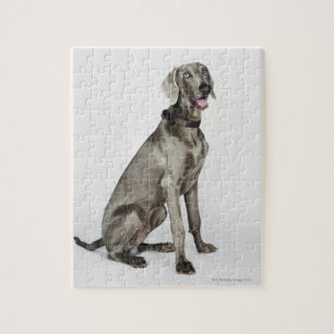 Portret van Weimaraner-hond Legpuzzel