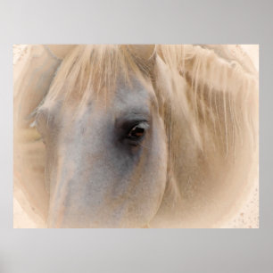Portret van White Horse Poster