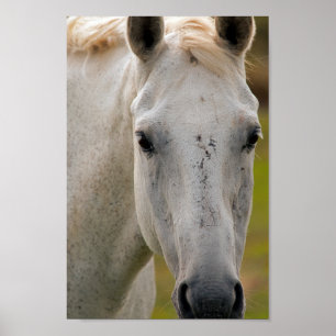 Portret van White Horse Poster