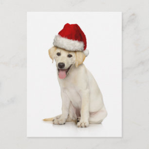 Portret van witte labrador-terugzetapparaat briefkaart
